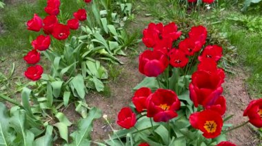 Bahar bahçesinde kırmızı laleler çiçek açar. Güneşli yaz gününde çiçek tarhında çiçek açan güzel çiçekler. Bahçıvanlık. Lalelerin üremesi. Çayırlarda tomurcuklanan tomurcuklar..