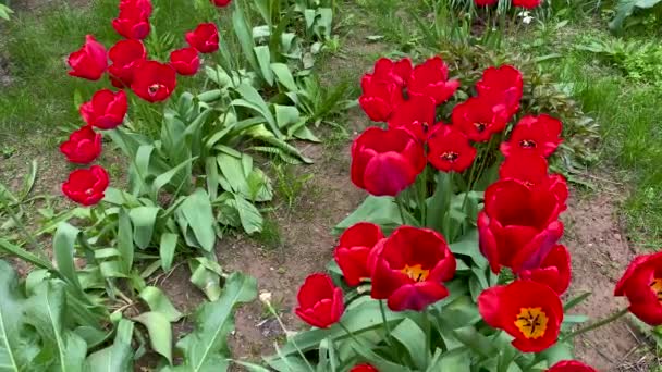 Οι κόκκινες τουλίπες ανθίζουν στον κήπο. Όμορφα ανθισμένα λουλούδια στο παρτέρι την ηλιόλουστη καλοκαιρινή μέρα. Κηπουρική. Εκτροφή τουλίπας. Ανθισμένα μπουμπούκια σε κοντινό λιβάδι. — Αρχείο Βίντεο