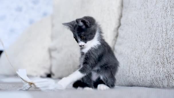 Little cute wesoły szary kotek bawi się z kokardą zabawki na sznurku. Cat bawi się w domu na kanapie. Baw się dobrze ze swoim zwierzakiem. Zabawne dzieci zwierząt. Miłość do zwierząt. Aktywny tryb życia małych kotów. — Wideo stockowe