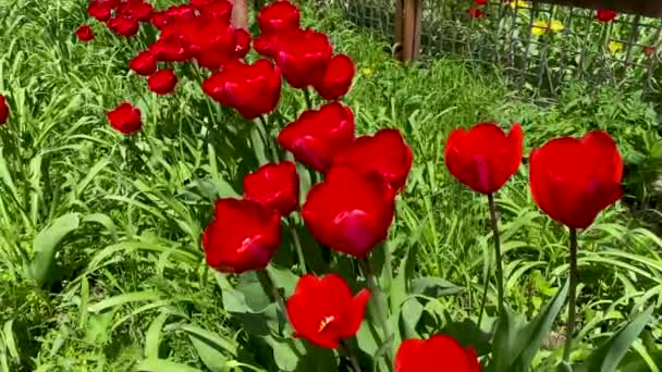 Los tulipanes rojos florecen en el jardín de primavera. Hermosas flores en flor en el lecho de flores en el soleado día de verano. Jardinería. Cría de tulipanes. Brotes florecientes en primer plano del prado. — Vídeos de Stock