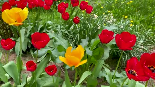 Červené a žluté tulipány kvetou na jarní zahradě. Krásné kvetoucí květiny v květinovém záhonu za slunečného letního dne. Zahradničení. Chov tulipánů. Kvetoucí pupeny na louce zblízka. — Stock video