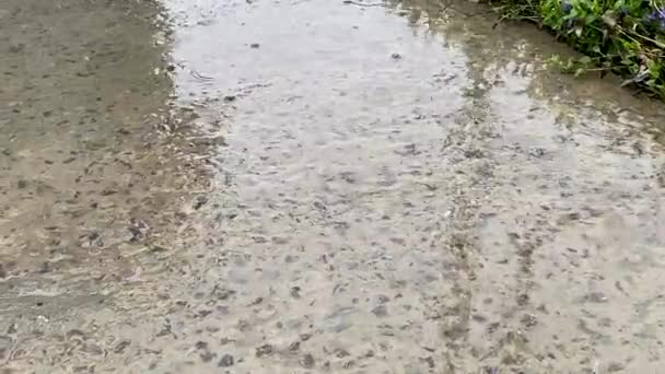 Spring rain. Close-up of a drop in a puddle on road. Season of heavy rains. Nature waters land for a good harvest. Natural irrigation. The plants sprout in the warm summer rain. — Stock Video