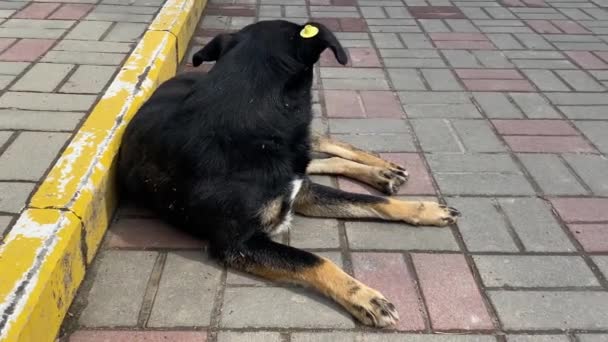 Egy kóbor, ivartalanított fekete kutya, chipel a fülében. Szomorú korcs feküdt az úton a városban. Elhagyott, magányos kisállat a járdán egy nyári parkban.. — Stock videók