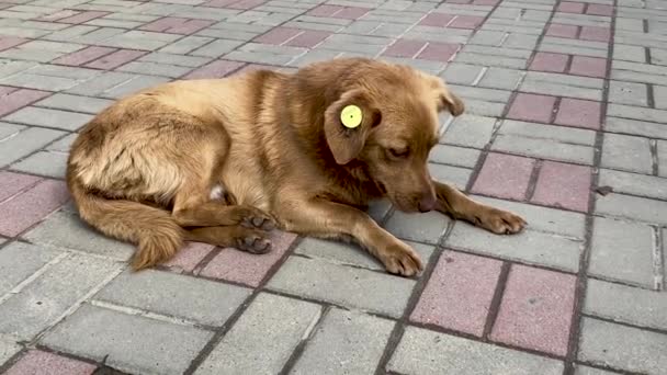 Egy kóbor, ivartalanított barna kutya, chipel a fülében. Szomorú korcs feküdt az úton a városban. Elhagyott, magányos kisállat a járdán egy nyári parkban.. — Stock videók
