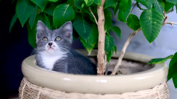 Liten grå och vit kattunge sitter i kruka med inomhusväxt och tittar på kameran. Frihetsälskande katter älskar blommor och natur. Husdjursspel hemma. Söta stygga djurungar. Små katters livsstil. — Stockvideo