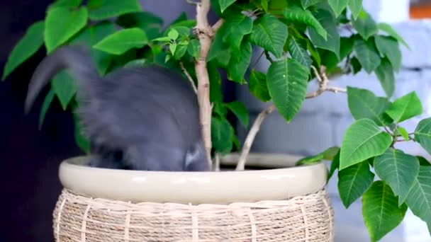 Liten grå och vit kattunge är att ha kul leker i kruka med krukväxt. Frihetsälskande katter älskar blommor och natur. Husdjursspel hemma. Söta stygga djurungar. Små katters livsstil. — Stockvideo