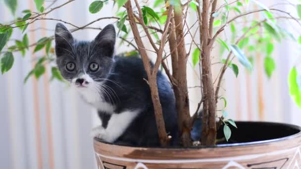 Küçük gri ve beyaz kedi yavrusu saksıda ev bitkisiyle oynarken eğleniyor. Özgürlük seven kediler çiçek ve doğayı severler. Ev hayvanı oyunları. Sevimli yaramaz hayvan çocuklar. Küçük kedilerin yaşam tarzı. — Stok video