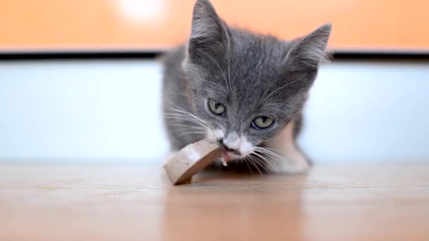 Маленький сіро-білий голодний кошеня їсть шматочок ковбаси на підлозі кухні. Притулок і годують вуличних котів. Милі дитячі тварини. Спосіб життя домашніх тварин . — стокове відео