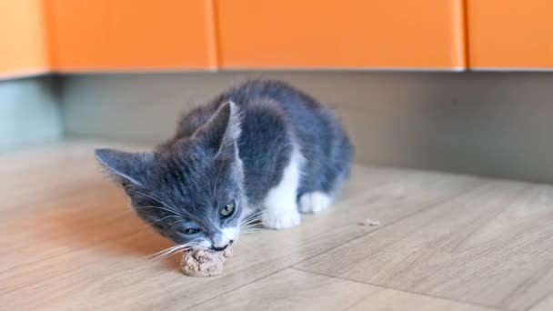 Un pequeño gatito hambriento gris y blanco está comiendo un trozo de salchicha en el suelo de la cocina. Refugio y alimentación de gatos callejeros. Lindos animales bebés. El estilo de vida de las mascotas. — Vídeo de stock