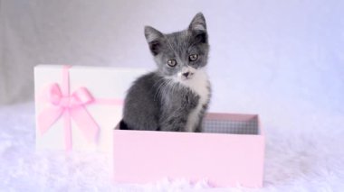 Tatil hediyesi olarak bir kedi yavrusu. Genç gri kedi beyaz arka planda pembe bir hediye kutusunda oturuyor. Küçük sevimli bir evcil hayvan. Komik hayvan çocuklar. Canlı bir doğum günü hediyesi. Bir çocuğun rüyasını gerçekleştirmek..