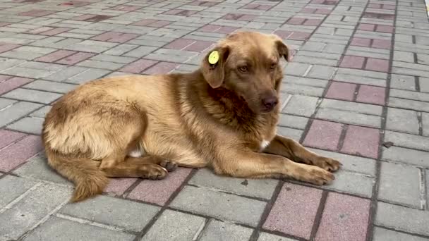 Egy kóbor, ivartalanított barna kutya, chipel a fülében. Szomorú korcs feküdt az úton a városban. Elhagyott, magányos kisállat a járdán egy nyári parkban.. — Stock videók