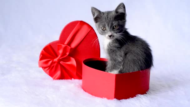 Un chaton pour présenter des vacances. Un jeune chat gris est assis dans une boîte-cadeau rouge en forme de cœur sur un fond blanc. Un cadeau avec amour pour la Saint-Valentin. Un joli petit animal de compagnie. Enfants animaux drôles. — Video