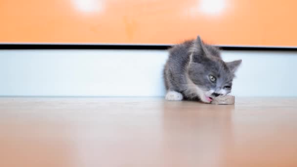 Un petit chaton affamé gris et blanc mange un morceau de saucisse sur le sol de la cuisine. Abriter et nourrir les chats de rue. Bébés animaux mignons. Le mode de vie des animaux. Espace de copie. — Video