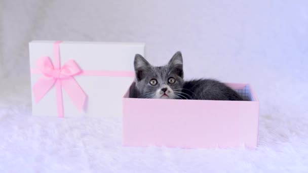 休日をプレゼントする子猫。若いグレーの猫は嘘をつき、白い背景のピンクのギフトボックスから面白いように見えます。可愛い子ちゃま。面白い動物の子供たち。誕生日プレゼントだ。夢の実現. — ストック動画