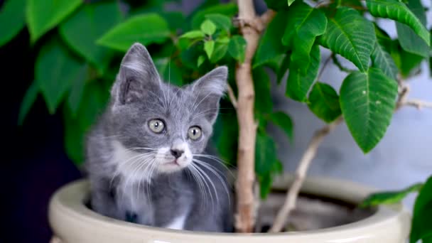 Küçük gri ve beyaz kedi yavrusu saksıda oturur ve kameraya bakar. Özgürlük seven kediler çiçek ve doğayı severler. Ev hayvanı oyunları. Sevimli yaramaz hayvan çocuklar. Küçük kedilerin yaşam tarzı. — Stok video