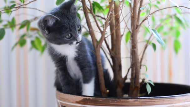 小さな灰色と白の子猫は、観葉植物と鍋で遊んで楽しんでいます。自由を愛する猫は花と自然を愛しています。ペットのホームゲーム。かわいいいたずら動物の子供たち。猫のライフスタイル. — ストック動画