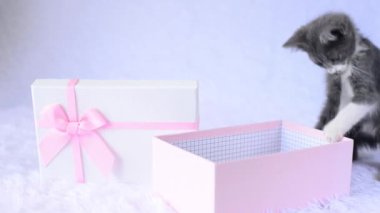 Tatil hediyesi olarak kedi yavrusu. Genç gri kedi beyaz arka planda pembe hediye kutusunda oturur ve oyuncak ile neşeyle oynar. Küçük yumuşak kalpli. Küçük sevimli bir evcil hayvan. Komik hayvan çocuklar. Canlı bir doğum günü hediyesi..