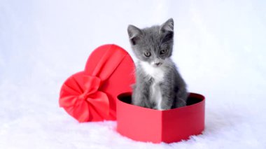 Tatil hediyesi olarak bir kedi yavrusu. Genç gri bir kedi, beyaz arka planda kırmızı kalp şeklinde bir hediye kutusunda oturur. Sevgililer Günü için bir hediye. Küçük sevimli bir evcil hayvan. Komik hayvan çocuklar..