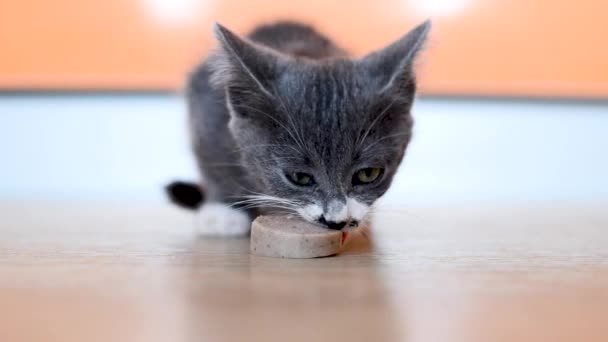 Een klein grijs-wit hongerig katje eet een stuk worst op de keukenvloer. Schuilplaats en voer straatkatten. Schattige baby dieren. De levensstijl van huisdieren. — Stockvideo