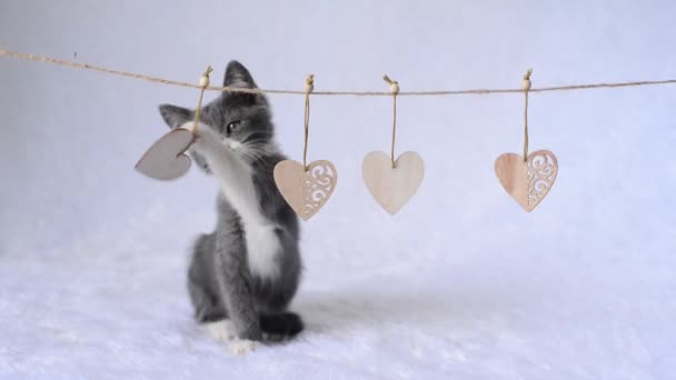 Joven gato gris se sienta jugando con la pata con una guirnalda de corazones de madera sobre un fondo blanco. Celebrando el Día de San Valentín. Un regalo con amor. Una linda mascota. Niños animales graciosos. estilo de vida de mascotas. — Vídeo de stock