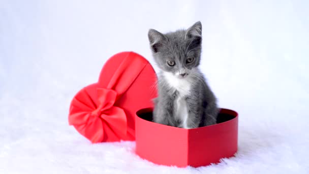 Un chaton pour présenter des vacances. Un jeune chat gris est assis dans une boîte-cadeau rouge en forme de cœur sur un fond blanc. Un cadeau avec amour pour la Saint-Valentin. Un joli petit animal de compagnie. Enfants animaux drôles. — Video