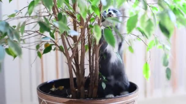 灰色和白色的小猫咪在盆子里和室内植物玩的很开心，然后摔倒在地板上。爱自由的猫喜欢花和自然。宠物的家庭游戏。可爱调皮的动物孩子。生活方式. — 图库视频影像