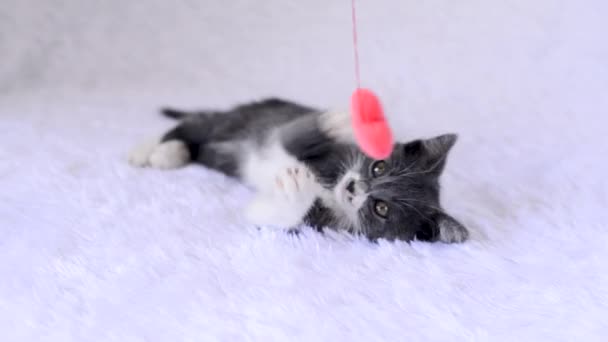 El gatito pequeño gris-blanco se acuesta en la cama sobre la colcha y juega alegremente con el juguete - el corazón suave de felpa sobre la cuerda sobre el fondo blanco. Juegos caseros de gatos el día de San Valentín. Lindos animales juguetones bebé. — Vídeo de stock