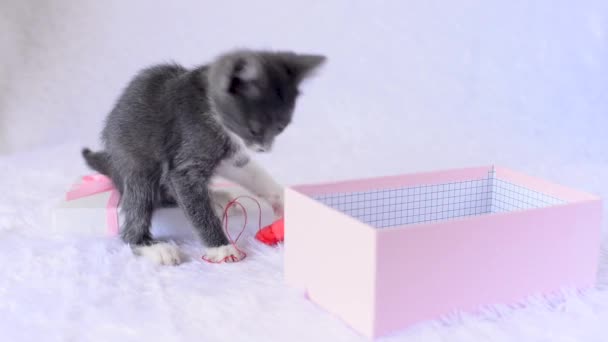 Котенок в подарок праздник. Молодой серый кот сидит в розовой подарочной коробке на белом фоне и весело играет с игрушкой - маленьким мягким сердцем. Милый маленький питомец. Смешные детишки. Живой подарок на день рождения. — стоковое видео