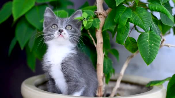 小さなグレーと白の子猫は屋内植物とポットに座って、カメラを見ています。自由を愛する猫は花と自然を愛しています。ペットのホームゲーム。かわいいいたずら動物の子供たち。猫のライフスタイル. — ストック動画