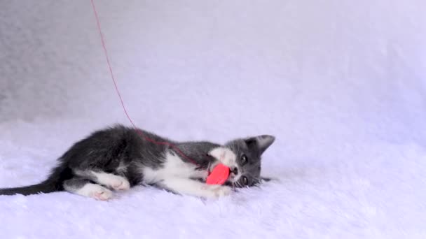 Malé šedobílé koťátko se baví hraním s hračkou - měkké plyšové srdíčko na provázku na bílém pozadí. Domácí hry koček na Valentýna. Roztomilá hravá zvířátka. Životní styl domácích mazlíčků. — Stock video