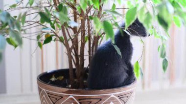 Küçük gri ve beyaz kedi yavrusu saksıda oynarken eğleniyor. Özgürlük seven kediler çiçek ve doğayı severler. Ev hayvanı oyunları. Sevimli yaramaz hayvan çocuklar. Küçük kedilerin yaşam tarzı.