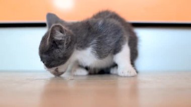 Küçük gri beyaz bir kedi yavrusu mutfak zemininde bir parça sosis yiyor. Sığınacak yer ve sokak kedilerini besle. Sevimli bebek hayvanlar. Evcil hayvanların yaşam tarzı.