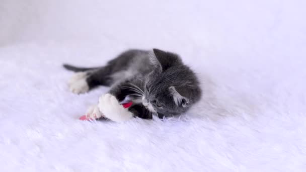 작은 회색 흰색 고양이가 침대위에 누워 장난감을 가지고 즐겁게 놀고 있다. 발렌틴 데이에 고양이들의 홈 게임. 귀엽고 장난기많은 새끼 동물들. 애완 동물 의생활 방식. — 비디오