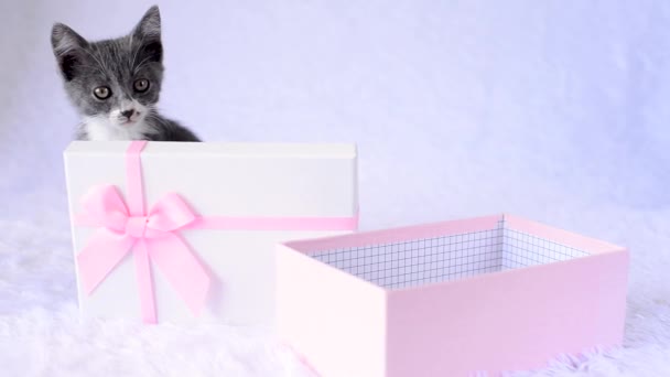 Un gatito para regalar unas vacaciones. Gato gris joven está sentado en una caja de regalo rosa sobre un fondo blanco. Una linda mascota. Niños animales graciosos. Un regalo de cumpleaños en vivo. El cumplimiento de un sueño infantil. — Vídeo de stock