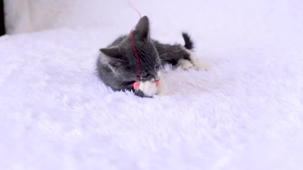 El gatito pequeño gris-blanco se divierte jugando con el juguete - el corazón suave de felpa en la cuerda sobre el fondo blanco. Juegos caseros de gatos el día de San Valentín. Lindos animales de bebé juguetones. El estilo de vida de las mascotas. — Vídeo de stock