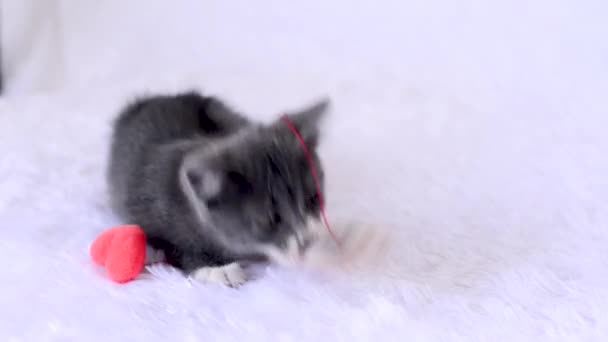 Küçük gri beyaz kedi yavrusu oyuncakla oynarken eğleniyor. Beyaz arka planda yumuşak pelüş bir kalp. Sevgililer Günü 'nde kedi maçları. Şirin, oynak, bebek hayvanlar. Evcil hayvanların yaşam tarzı. — Stok video