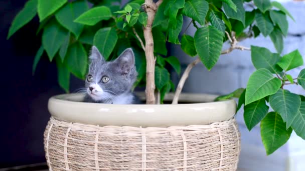 灰白色的小猫和家养小猫咪在盆子里玩得很开心。爱自由的猫喜欢花和自然。宠物的家庭游戏。可爱调皮的动物孩子。小猫咪的生活方式. — 图库视频影像