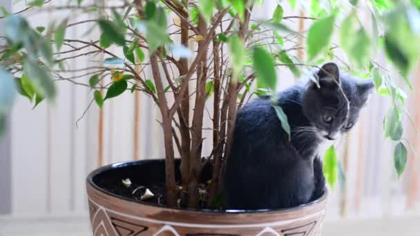 Kleines grau-weißes Kätzchen hat Spaß beim Spielen im Topf mit Zimmerpflanze und fällt zu Boden. Freiheitsliebende Katzen lieben Blumen und Natur. Heimspiele von Haustieren. Niedliche freche tierische Kinder. Lebensstil. — Stockvideo