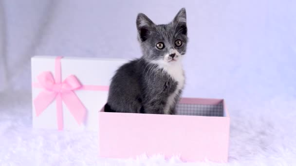 Un gatito para regalar unas vacaciones. Gato gris joven está sentado en una caja de regalo rosa sobre un fondo blanco. Una linda mascota. Niños animales graciosos. Un regalo de cumpleaños en vivo. El cumplimiento de un sueño infantil. — Vídeos de Stock