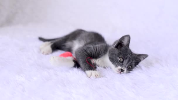 Small gray kitten lies on bed on bedspread with toy, plush soft heart on string on white background and looks. Home games of cats on Valentines Day. Cute playful baby animals. lifestyle of pets. — Stock Video