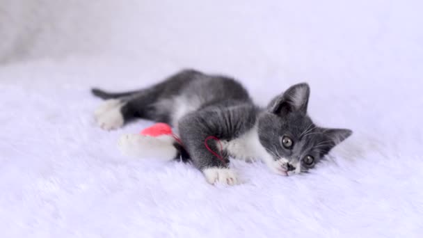 Pequeño gatito gris yace en la cama sobre la colcha con el juguete, el corazón tierno de felpa sobre la cuerda sobre el fondo blanco y se mira. Juegos caseros de gatos el día de San Valentín. Lindos animales de bebé juguetones. estilo de vida de mascotas. — Vídeos de Stock