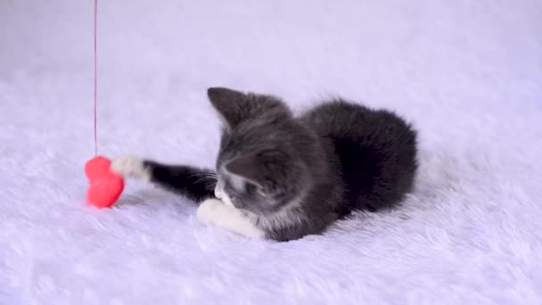 Pequeno gatinho cinza-branco está se divertindo jogando com brinquedo coração macio de pelúcia na corda em um fundo branco. Jogos em casa de gatos no Dia dos Namorados. Bonitos bichinhos brincalhões. O estilo de vida dos animais. — Vídeo de Stock