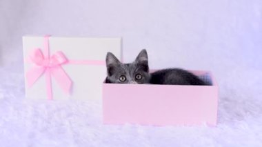 Tatil hediyesi olarak bir kedi yavrusu. Genç gri kedi yalan söylüyor ve beyaz arka planda pembe hediye kutusundan komik görünüyor. Küçük sevimli bir evcil hayvan. Komik hayvan çocuklar. Canlı bir doğum günü hediyesi. Hayallerin gerçekleşmesi..