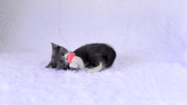 Küçük gri beyaz kedi yavrusu oyuncakla oynarken eğleniyor. Beyaz arka planda yumuşak pelüş bir kalp. Sevgililer Günü 'nde kedi maçları. Şirin, oynak, bebek hayvanlar. Evcil hayvanların yaşam tarzı. — Stok video
