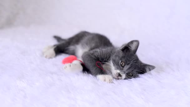 Pequeno gatinho cinza está na cama na colcha com brinquedo, coração macio de pelúcia na corda no fundo branco e olha. Jogos em casa de gatos no Dia dos Namorados. Bonitos bichinhos brincalhões. estilo de vida de animais de estimação. — Vídeo de Stock