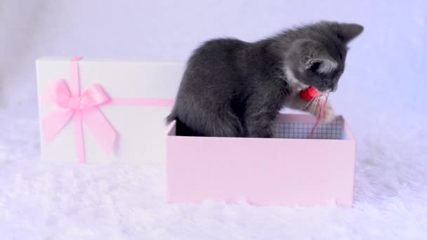 Gatito para regalar la fiesta. Joven gato gris se sienta en caja de regalo rosa sobre fondo blanco y juega alegremente con el juguete - pequeño corazón suave. Una linda mascota. Niños animales graciosos. Un regalo de cumpleaños en vivo. — Vídeos de Stock