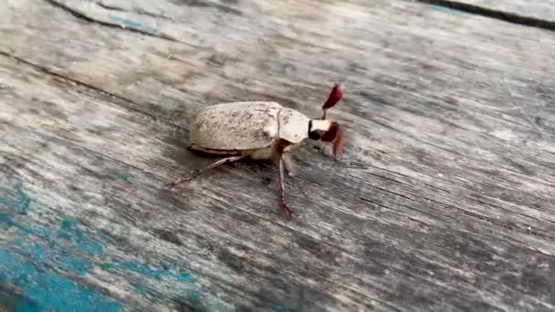 Cockchafer Melolontha May Beetle Bug Insect 는 나무 탁자 위를 걷는다. 뿔을 감고 있는 큰 딱정벌레. 자연 속에 살아 있는 작은 곤충 이 기어다니다가 날아가 버리는 모습. — 비디오