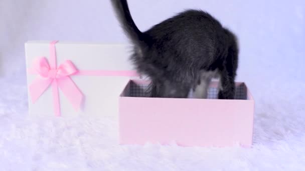 Γατάκι για δώρο διακοπές. Νέοι γκρι γάτα κάθεται σε ροζ κουτί δώρου σε λευκό φόντο και έχει τη διασκέδαση παίζοντας με το παιχνίδι - μικρό μαλακό καρδιά και στο πάθος της αστεία πέφτει έξω από το καλάθι. Ένα χαριτωμένο μικρό κατοικίδιο. — Αρχείο Βίντεο