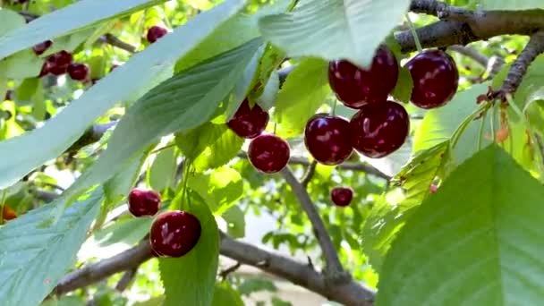 Stor mogen mörkröd söt körsbär på en trädgren närbild. En fruktträdgård med gröna blad och frukt. Skördetid. Mycket frukt. Ett fruktbart år. Naturliga sötsaker och vitaminer. — Stockvideo