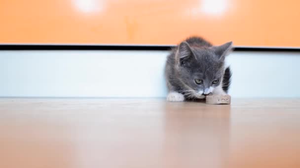 Een klein grijs-wit hongerig katje eet een stuk worst op de keukenvloer. Schuilplaats en voer straatkatten. Schattige baby dieren. De levensstijl van huisdieren. Kopieerruimte. — Stockvideo